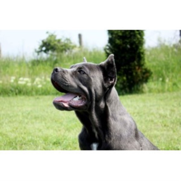 Cane Corso Breeder 25223