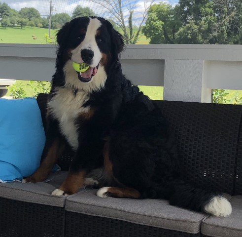 Bernese Mountain Dog Stud 28605