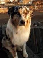 Shae Bradshaw - Australian Shepherd Dog Stud