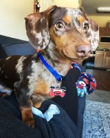 Sierra Michels - Dachshund Stud