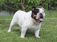Ken - English Bulldog Stud
