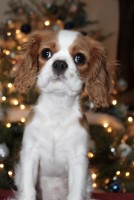 Ozzy - Cavalier King Charles Spaniel Stud