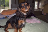 Countryside Cavaliers Cavalier King Charles Spaniel breeder