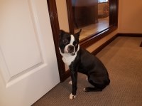 Glenda Ault - Boston Terrier Stud