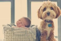 Homestead Cockapoos Cockapoo breeder