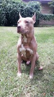 Arthur - American Pit Bull Terrier Stud