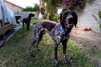 Erik Hernandez - German Shorthaired Pointer Stud