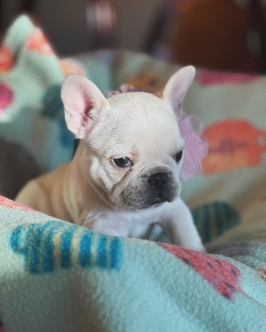 French Bulldog Stud 31839