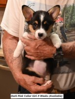 Flying P Pembroke Welsh Corgis Pembroke Welsh Corgi breeder