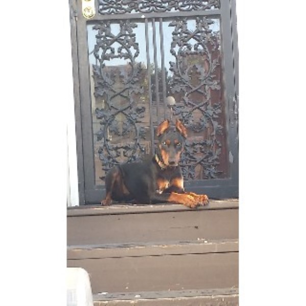 USA German Pinschers