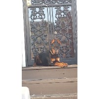 USA German Pinschers German Pinscher breeder