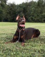 Omar Moron - Doberman Pinscher Stud