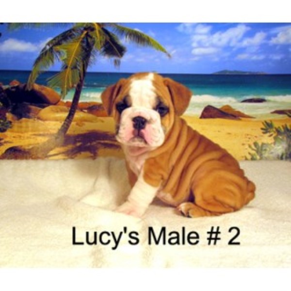 English Bulldog Breeder 25276