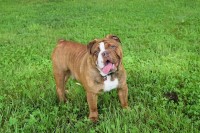 Madison Loggins - English Bulldog Stud