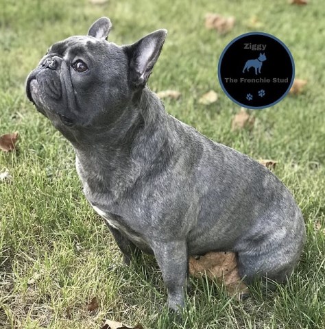 French Bulldog Stud 26309