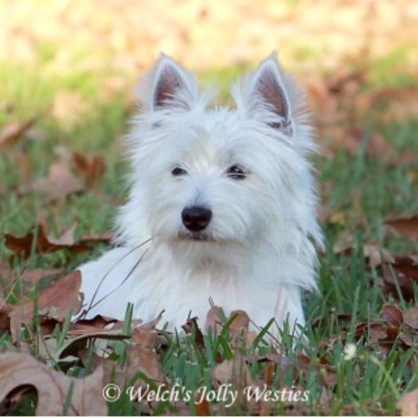 West Highland White Terrier Breeder 22563