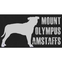 yorkie puppies for sale in beaufort sc american staffordshire terrier breeders in south carolina freedoglistings yorkie puppies for sale in beaufort sc american staffordshire terrier breeders in south carolina freedoglistings