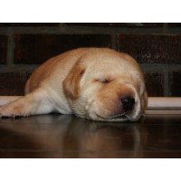 Lamons Labradors Labrador Retriever for breeder