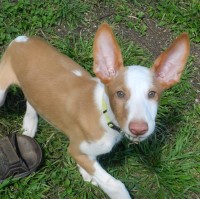 Khazad Kennels Ibizan Hound breeder