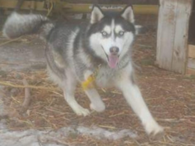 Siberian Husky Stud 26941