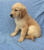 Nanette R. Morgan - Golden Retriever Breeder Golden Retriever breeder