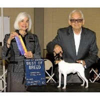 Toy Fox Terrier Jamboree Toy Fox Terrier breeder