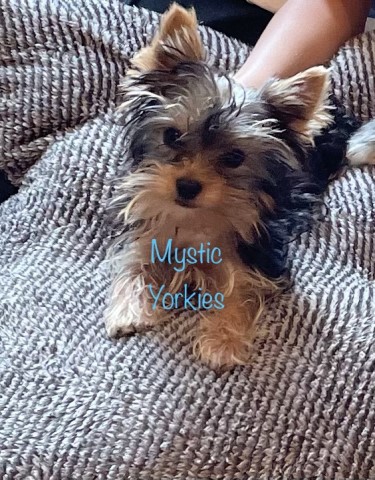 Mystic Yorkies