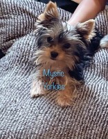 Mystic Yorkies