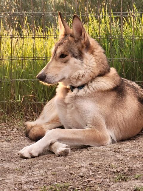 American Indian Dog Breeder 30023