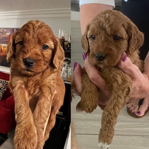 F2 Goldendoodle Stud