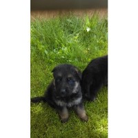 aj germans German Shepherd Dog breeder
