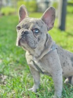 Sharon F - French Bulldog Stud