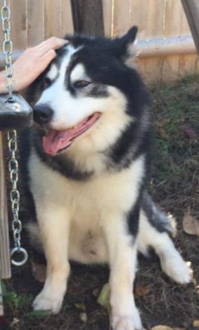 Alaskan Malamute Stud 25861