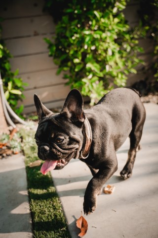 French Bulldog Stud 29660