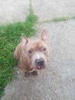 Jessie Tillman/ Joshua George - American Pit Bull Terrier Stud