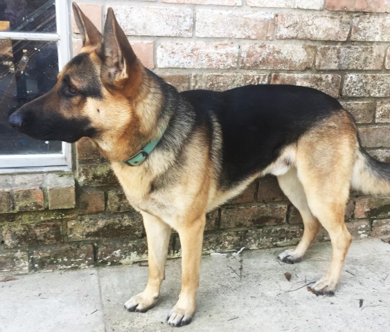 German Shepherd Dog Stud 28843