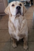 Brad - Golden Retriever Stud