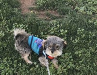 Brittane - Shih Poo Stud