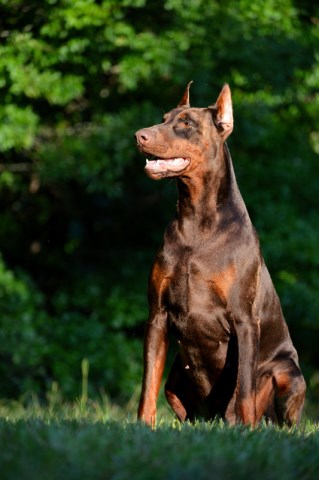 Doberman Pinscher Breeder 27595