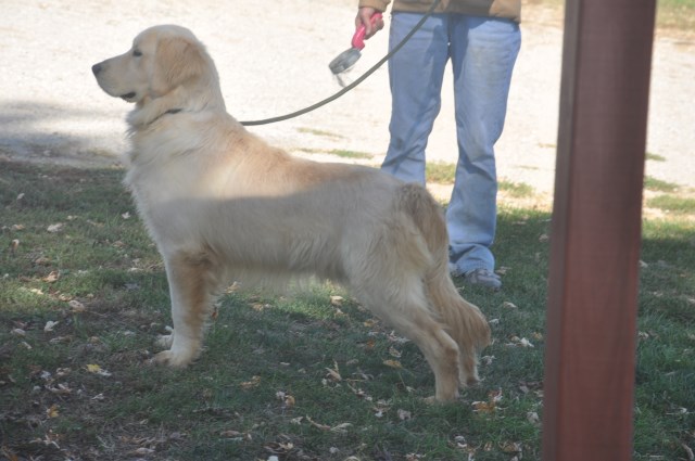 Trumpeter's Golden Retriever's