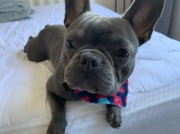 Jasmine m - French Bulldog Stud