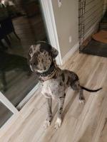 Samuel - Great Dane Stud