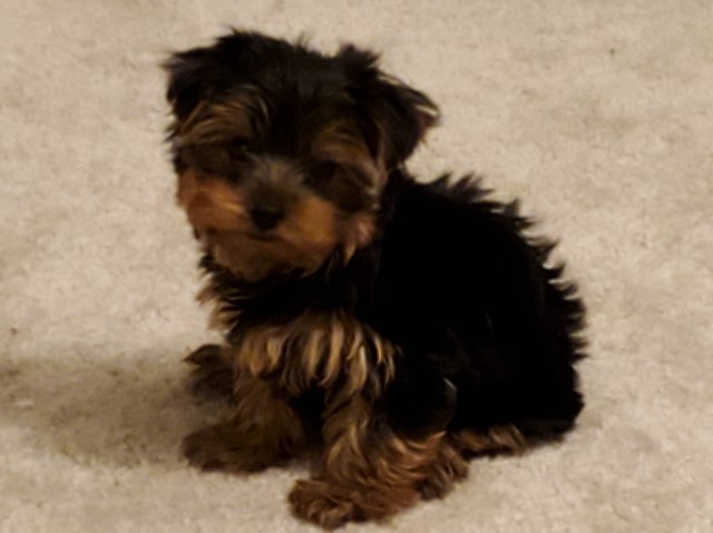 Yorkshire Terrier Stud 30636