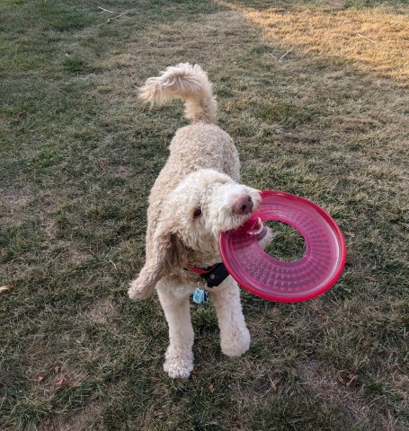 Goldendoodle Stud 31829