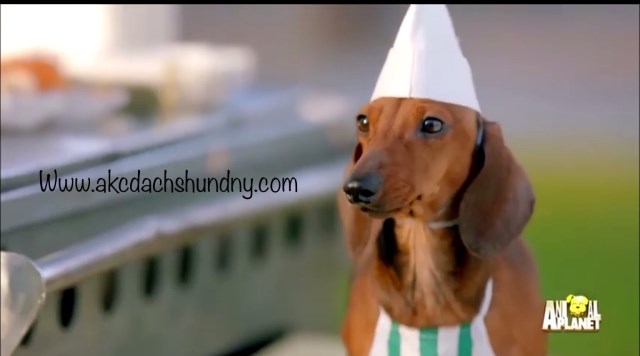 Dachshund Breeder 27499