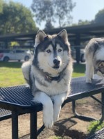 Ivoree Anoamp - Siberian Husky Stud