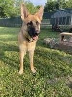 Serena Mills - German Shepherd Dog Stud