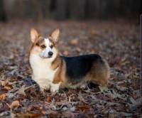 Kody Matheny - Pembroke Welsh Corgi Stud