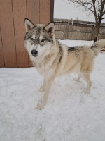 Eli - Alaskan Malamute Stud
