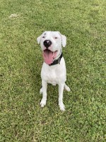 Sonia Santiago - Dogo Argentino Stud